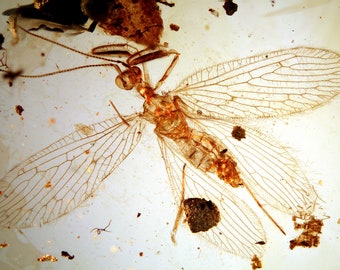 Burmite Amber Inclusion 7323 Rhachiberothidae Very Rare Neuroptera Lacewings Museum Quality. Cretaceous Era. Entomology, Myanmar Burmese