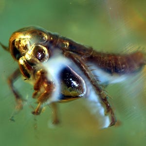 Puede incluir: Un insecto preservado en ámbar. El insecto es marrón y dorado, con patas, antenas y segmentos corporales visibles. El ámbar tiene un tono translúcido, verde dorado, con un área blanca y azul en forma de nube.