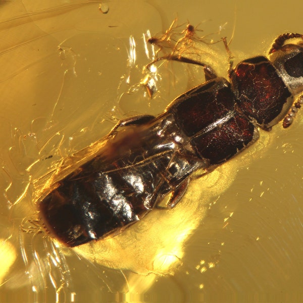 Baltic Amber Inclusion 7103 Nice Rove Beetle, Staphylinidae, Coleoptera. Collection ! Fossil Insect Genuine Natural Baltic Amber.