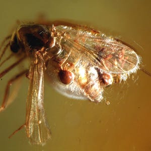 Pode incluir: Um inseto preservado com asas translúcidas e um corpo marrom, envolto em âmbar.