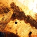 see more listings in the Baltic Amber Inclusions section