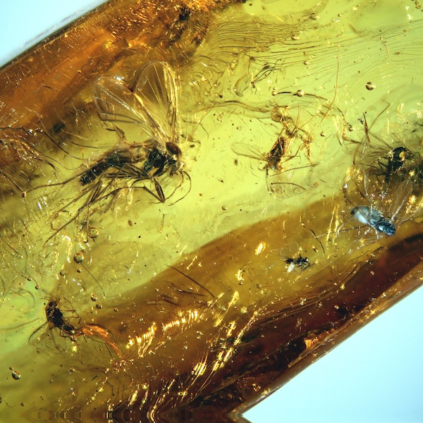 Einschluss von Baltischem Bernstein 7174 Fossiles Insekt echter Natur Bernstein, Entomologie.