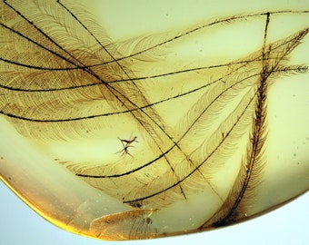Burmite Amber Inclusion 8900A Rare 6mm Long Feathers In Clear Amber! Dinosaur Era. Fossil Insect. Cretaceous Era. Collection Burmese Myanmar