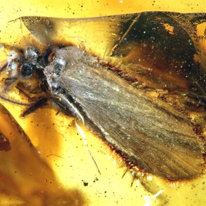 Baltic Amber Inclusion 7690 Rare Swarm OF Caddis Flies In Large Amber.  Fossil Insect. Genuine Natural Amber, Entomology. Paleontology