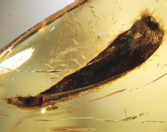 Baltic Amber Inclusion 8949 Large Leaf 9mm. Plant. Flora. Botany. Botanical. Super Details. Genuine Natural. Fossil Insect. Bernstein Fliege
