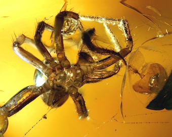Baltic Amber Inclusion 5560 Spider Exuvia In Cobweb  Entomology Bernstein mit Inklusion einschlüsse  Fossil Insect Genuine Not Treated amber