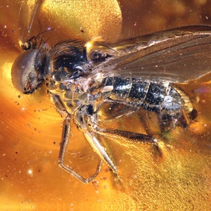 Puede incluir: Una mosca preservada en ámbar, una resina de árbol fosilizada. Las alas, las patas y el cuerpo de la mosca son visibles en detalle, con una coloración marrón oscuro y negro. El ámbar es de un color dorado cálido.