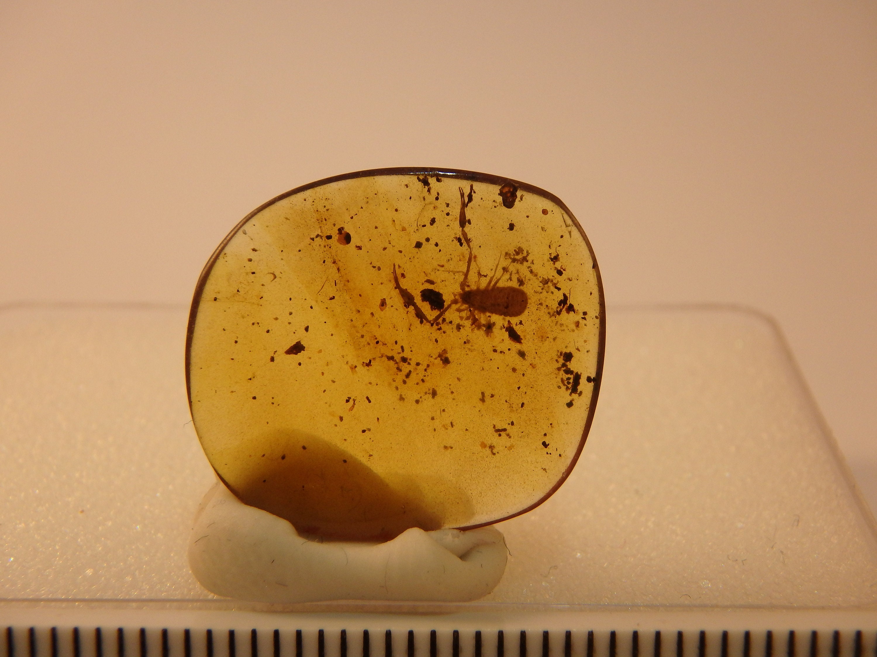 バーマイト琥珀インクルージョン 7200A 素晴らしい大型 6 mm 偽サソリ