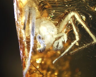 Baltic Amber Inclusion 7217 Large "fat" spider. Archanida, Araneae. Fossil Insect. Genuine Natural Baltic Amber, Entomology.