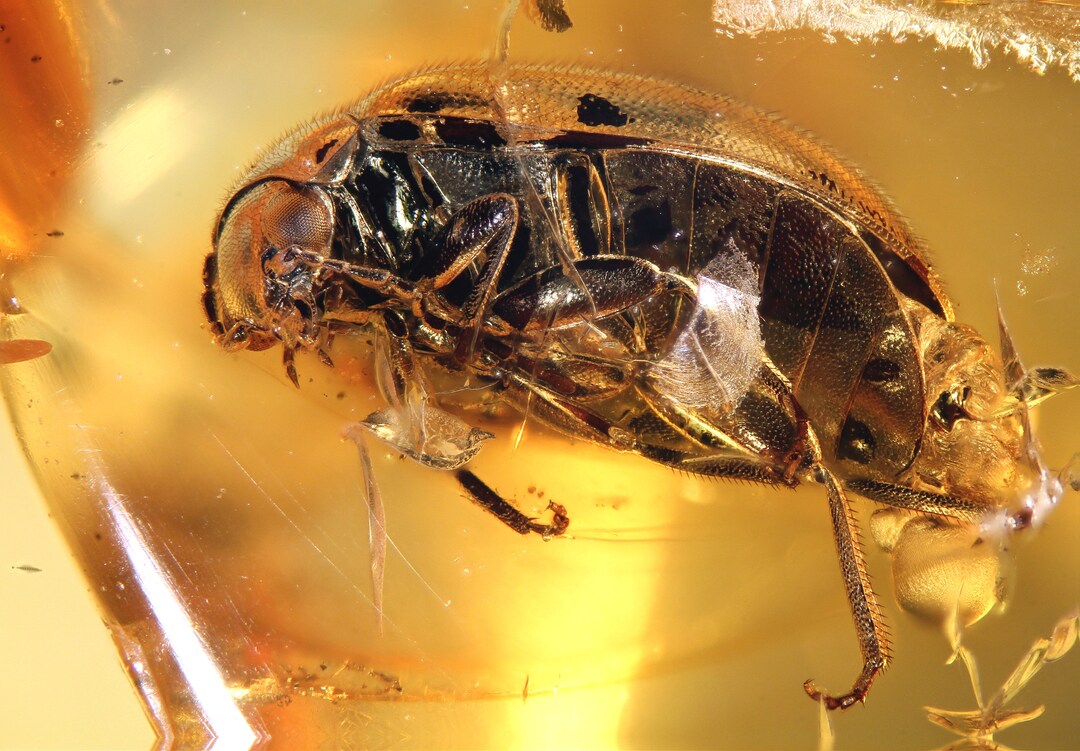 Baltic Amber Inclusion 8071 Perfect Marsh Beetle Scirtidae. Coleoptera ...