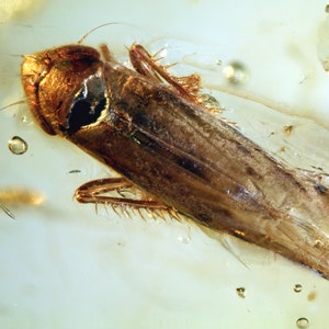 Op de afbeelding: Een fossiel insect bewaard in barnsteen. Het insect is bruin en heeft lange poten en vleugels. De barnsteen is helder en heeft een gele tint.
