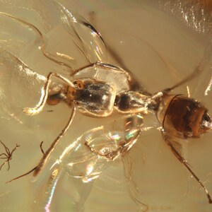 Op de afbeelding: Een fossiel van een mier bewaard in barnsteen. Het insect is lichtbruin met zichtbare poten, antennes en vleugels. Het barnsteen heeft een doorschijnende, gouden tint met iriserende gebieden. Een kleiner insect is ook zichtbaar.