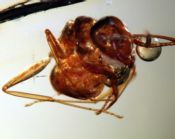 May include: A close-up of a fossilized ant preserved in amber. The ant is brown and has long legs. The amber is clear and has a slight yellow tint.
