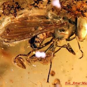 Baltic Amber Inclusion 7643 Amazing Hoverfly Syrphidae. Diptera. Fossil Insect. Genuine Natural Amber, Entomology. Paleontology