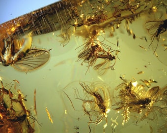 Baltic Amber Inclusion 7258 Super Swarm Of 15+ Gnats In Nice amber ! Fossil Insect Genuine Natural Baltic Amber, Entomology. Ameise