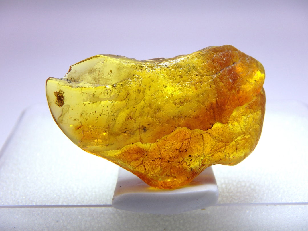 Baltic Amber Inclusion 9574 Spider. Natural Shape of Amber. Good for ...