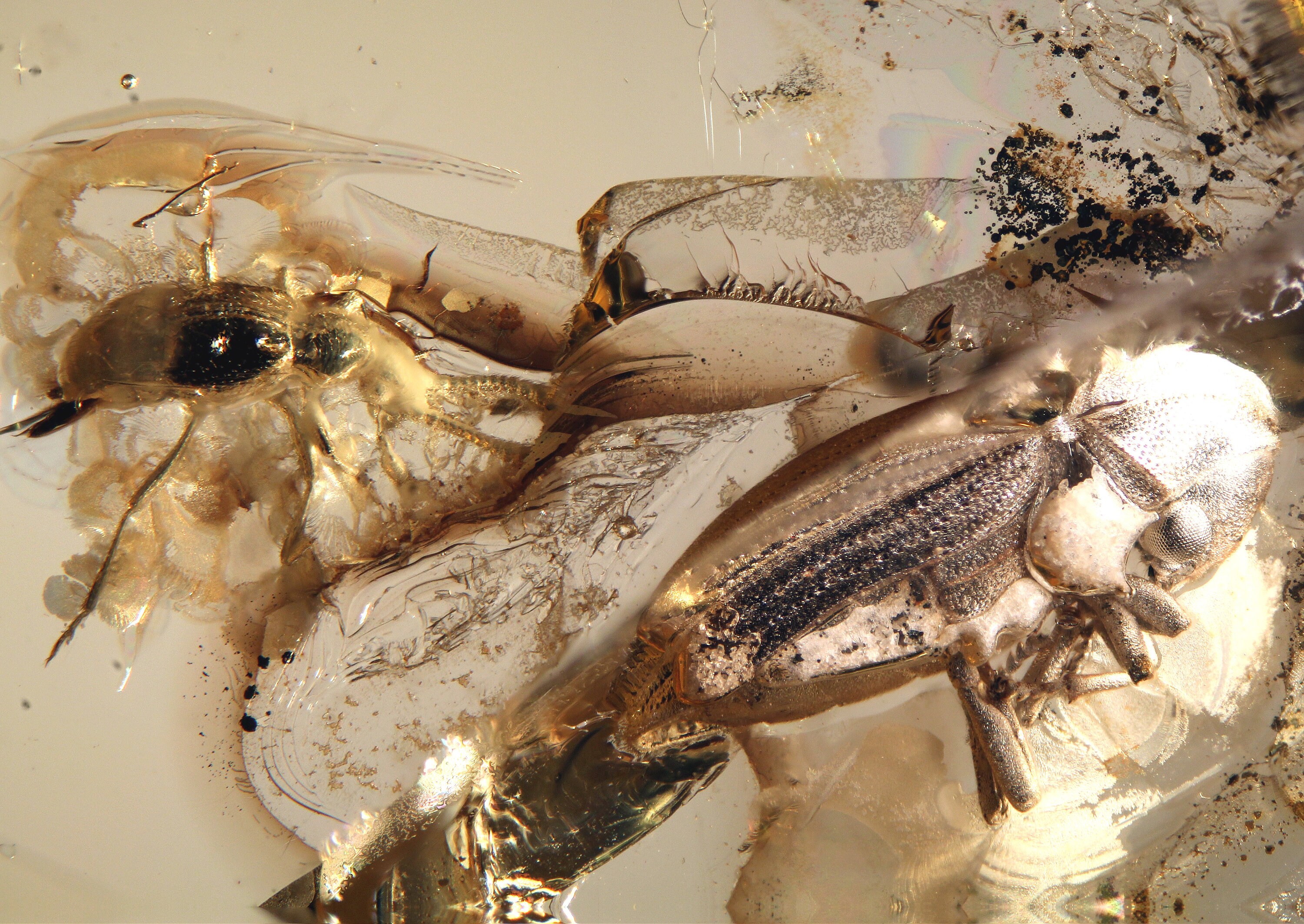 バルト海産琥珀の含有物 8351 2 甲虫シーン: Ptinidae および