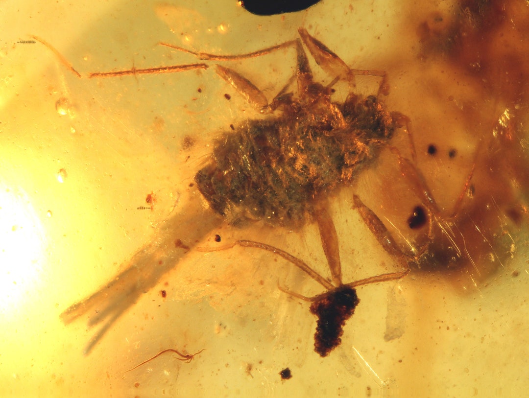 Burmite Amber Inclusion 8802A Nice Scale Insect ( Coccid ) + More ...