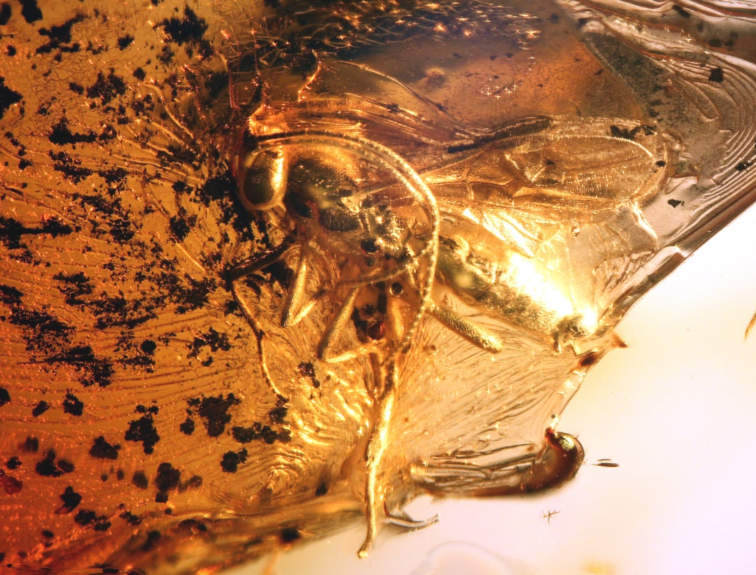 Baltic Amber Inclusion 6139 Nice Amber With Scelionidae Wasp! Fossil ...