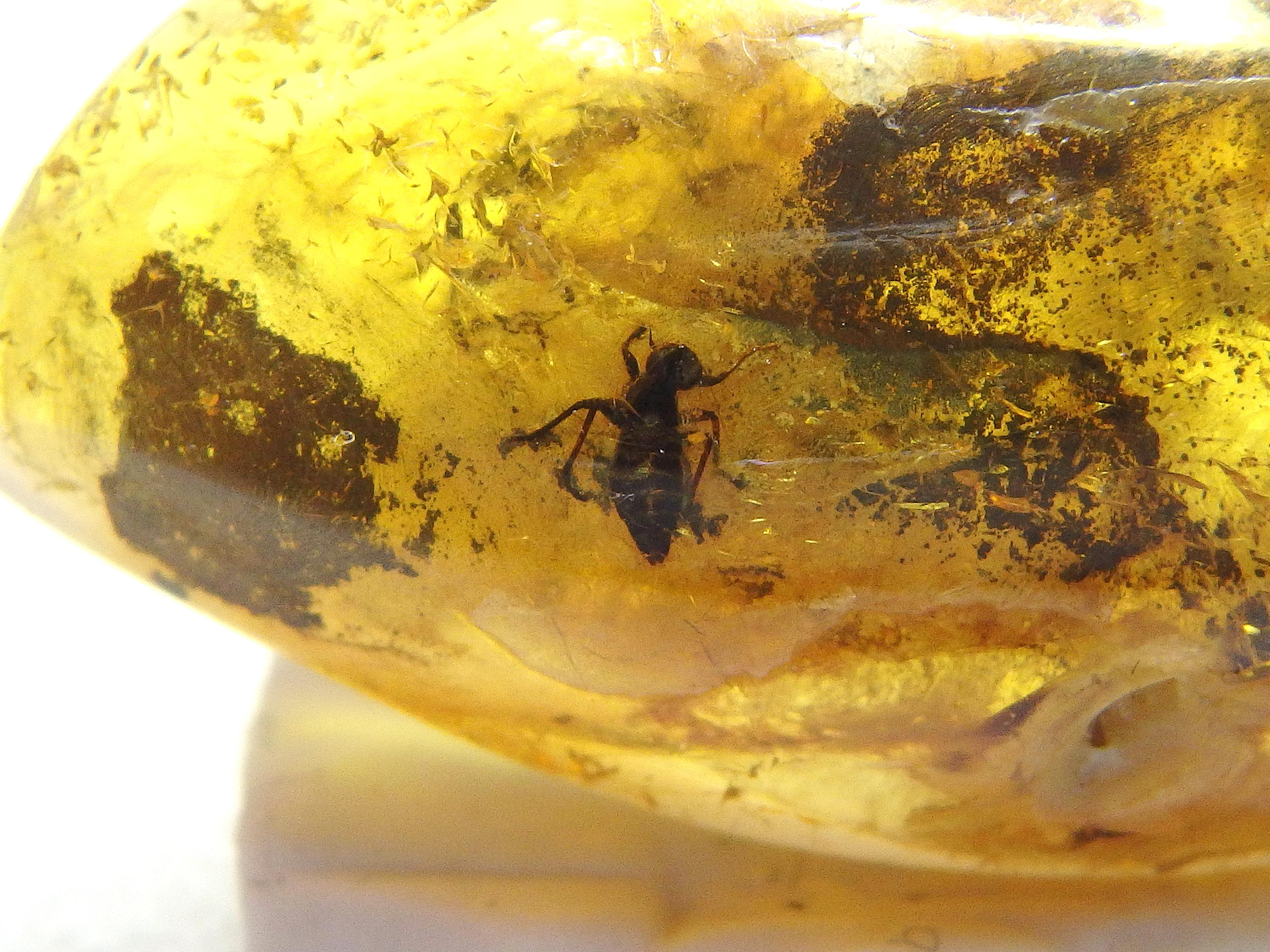 Baltic Amber Inclusion 9682 Extremely Rare Damselfly / Dragonfly 