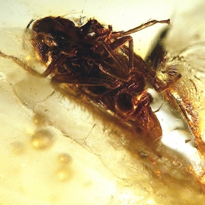 Op de afbeelding: Een fossiel insect bewaard in barnsteen. Het insect is bruin en heeft lange poten. Het barnsteen is helder en heeft een gele tint.