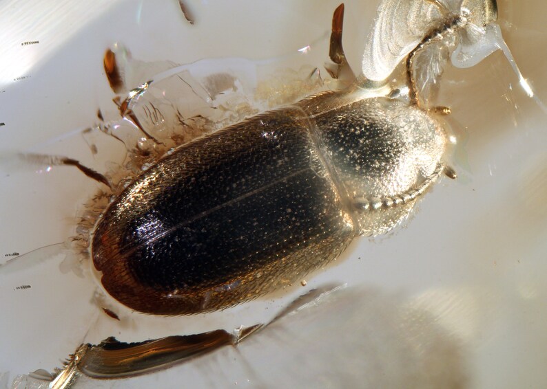 Baltic Amber Inclusion 7133 Nice Hairy Fungus Beetle Mycetophagidae. Collection Fossil Insect Genuine Natural Baltic Amber. image 6