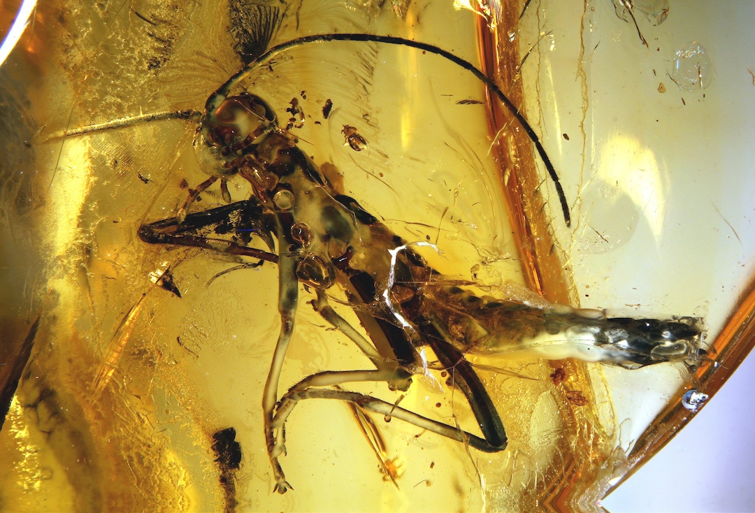 Stick Insect Almost Extinct Baltic Amber Inclusion 9060 Very Rare Walking Stick. Phasmatodea. Stick ...