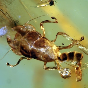 Op de afbeelding: Een fossiel insect bewaard in barnsteen. Het insect is bruin en heeft lange, dunne poten. De barnsteen is helder en heeft een gele tint.