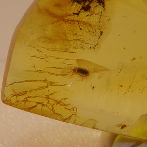 Baltic Amber Inclusion 7133 Nice Hairy Fungus Beetle Mycetophagidae. Collection Fossil Insect Genuine Natural Baltic Amber. image 2