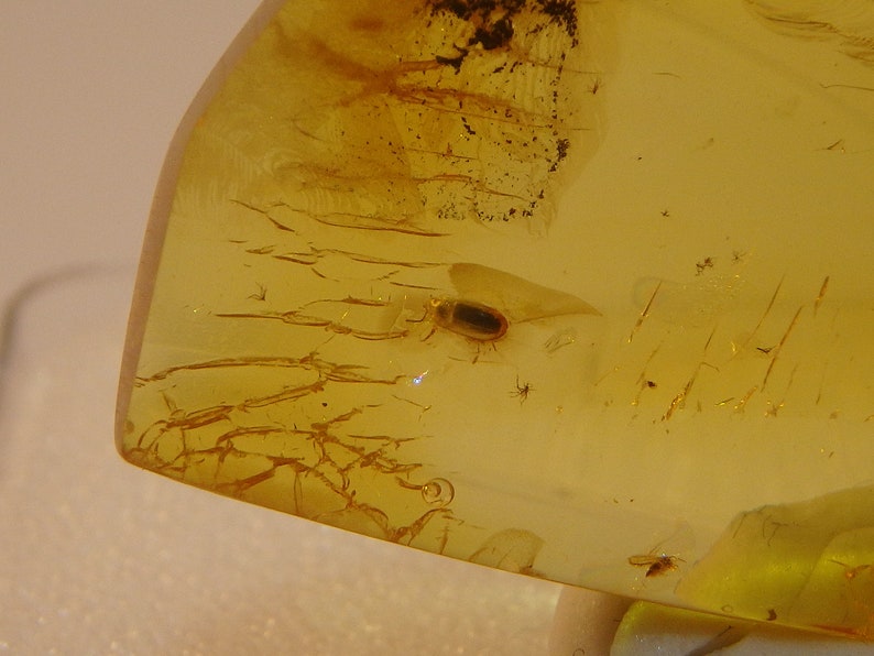 Baltic Amber Inclusion 7133 Nice Hairy Fungus Beetle Mycetophagidae. Collection Fossil Insect Genuine Natural Baltic Amber. image 2