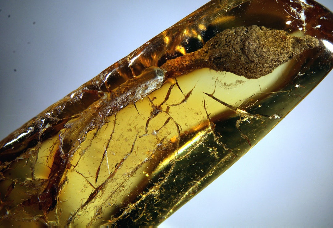 Baltic Amber Inclusion 8959 Very Rare Flower 1.3 Cm. Unique Plant ...