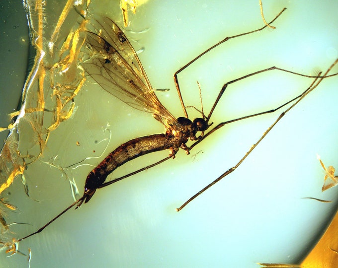 Baltic Amber Inclusion 9006 Very Nice Crane Fly Limoniidae in Clear ...