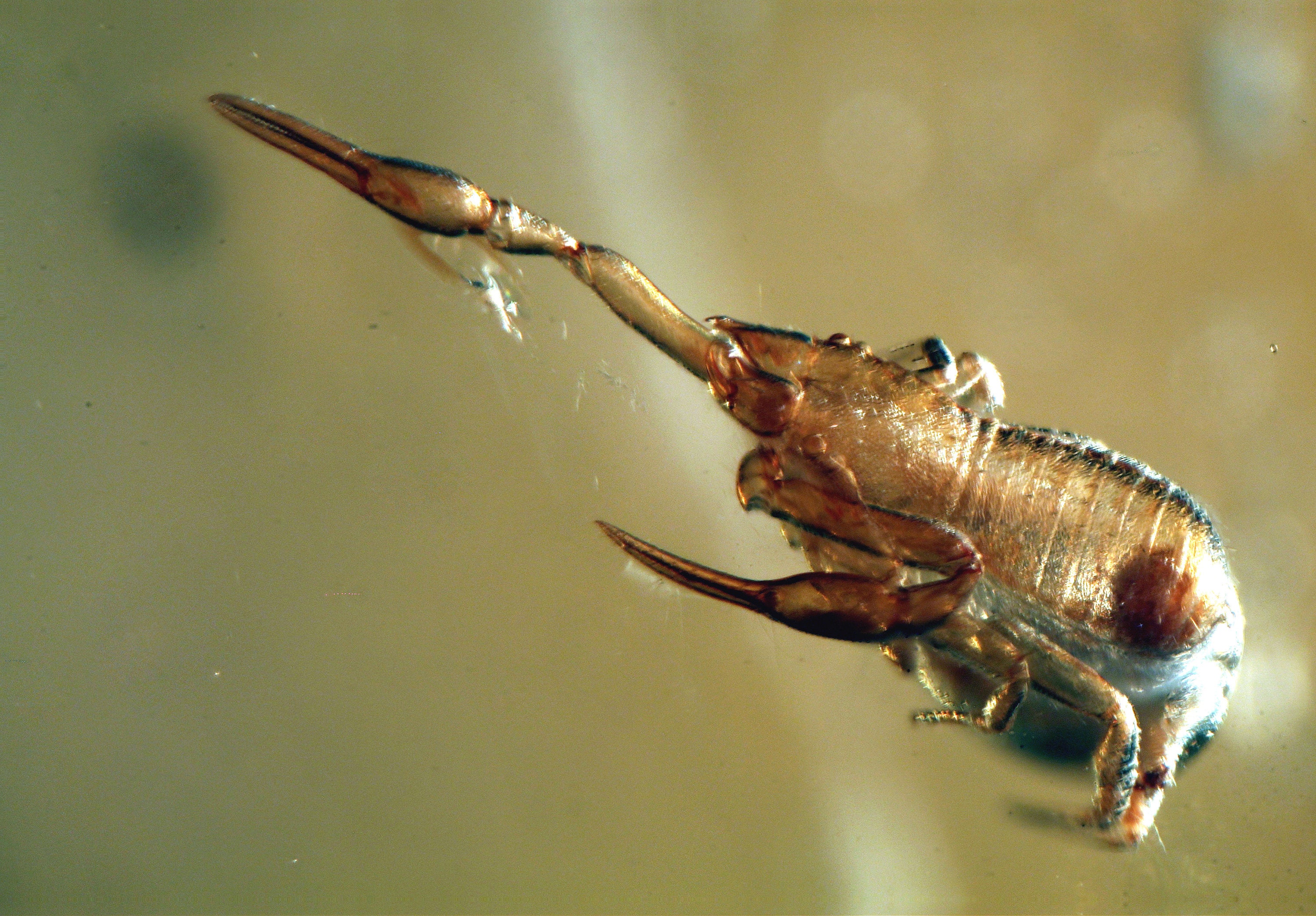 エンセオステウスplacoderm fish化石 おまけ付き