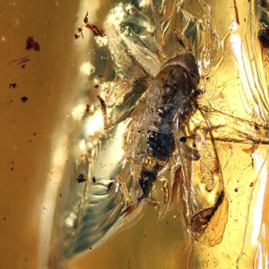 Op de afbeelding: Een close-up van een fossiel insect dat bewaard is gebleven in barnsteen. Het insect is donkerbruin van kleur en heeft doorschijnende vleugels. De barnsteen is goudgeel van kleur en heeft een glad oppervlak.