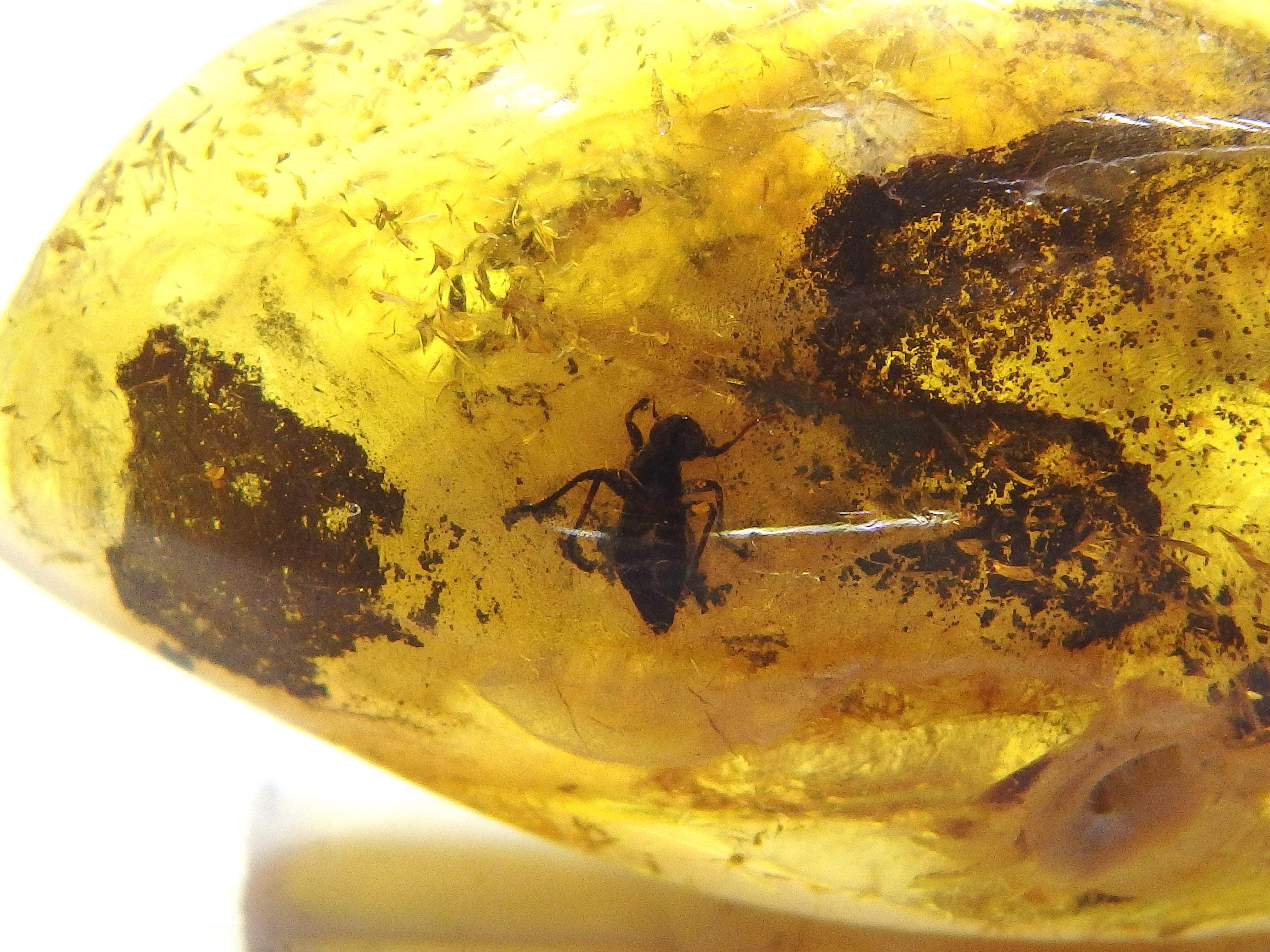 Baltic Amber Inclusion 9682 Extremely Rare Damselfly / Dragonfly