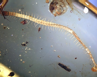 Burmite Amber Inclusion 8185 Perfect Earth Centipede Geophilidae Top Museum Quality. Cretaceous Dinosaur Era. Entomology, Burmese Myanmar