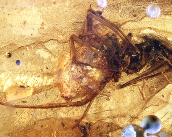 May include: A fossilized spider preserved in amber. The spider's body is brown and its legs are long and thin. The amber is a clear, golden color and has air bubbles trapped inside.