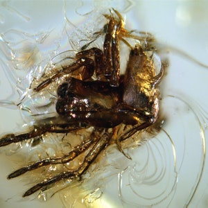 Könnte beinhalten: Eine in Bernstein konservierte fossile Spinne. Die Spinne ist braun und hat acht Beine. Der Bernstein ist klar und hat eine gelbe Tönung.