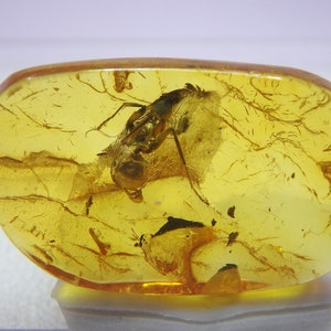 May include: A fossilised insect preserved in amber, a translucent yellow-brown gemstone. The insect is visible in detail, with its wings and legs clearly defined.