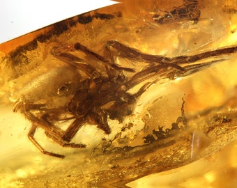 May include: A fossilized spider preserved in amber. The spider is brown and has long legs. The amber is a clear, golden color.