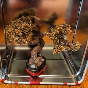 Miniaturowe drzewko Bonsai