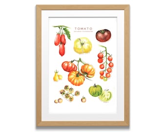 May include: A framed print featuring watercolor illustrations of various tomato varieties. The artwork showcases red, yellow, and green tomatoes, including cherry tomatoes and heirloom types. The word "TOMATO" is printed at the top.