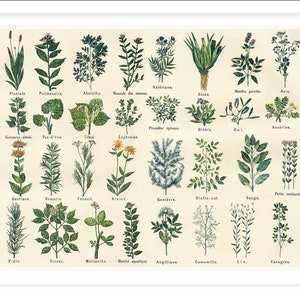 Heilpflanze Poster / Vintage Heilpflanzen | Küche Wand Dekor | Botanisches Plakat 1900s / Reproduktionsdruck