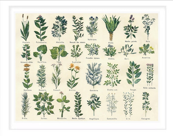 ヴィンテージの薬用植物ポスター：ボタニカルキッチンウォールアート