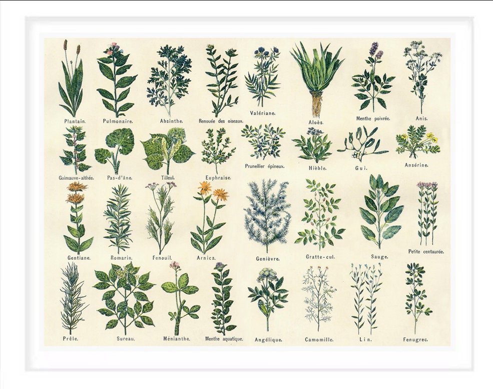 ヴィンテージの薬用植物ポスター：ボタニカルキッチンウォールアート