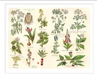 Poisonous plants poster / Vintage plantes vénéneuses / Kitchen Wall Decor | Botanical poster from 1900s / Reproduction Print