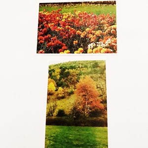 Cartões postais cênicos vintage outono plantas árvores folhas cartões postais atuais inc colorado primavera campo de flores outono cena cartões não postados mailer