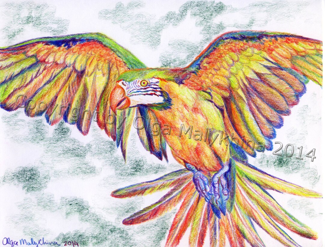 Psychedelic Macaw in Colored Pencils - Etsy