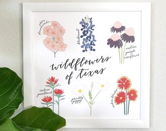 Wildflowers of Texas Art Print, Texas Nature Wall Art, Colorful Texas Flower Specimen Drawings, Hand Drawn Floral Illustrations