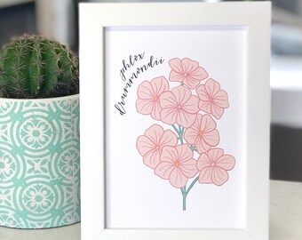 SALE Pink Wildflower Art, Phlox Drummondii Flower Illustration, Whimsical Floral Drawing, Floral Wall Art